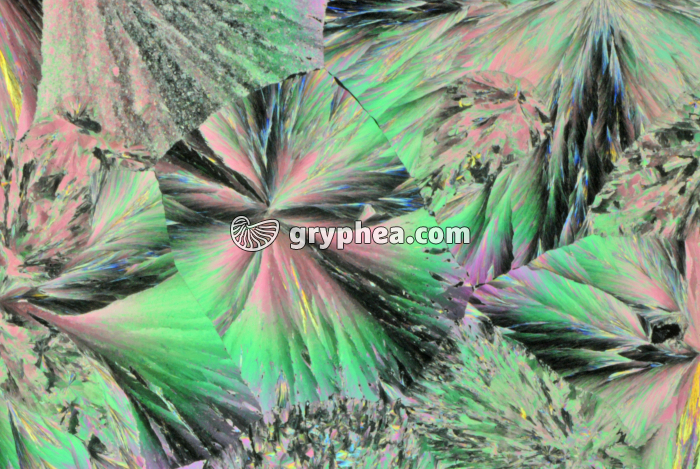 Vanilline - expérience de cristallisation après refroidissement lent LPA x5 - gryphea.com